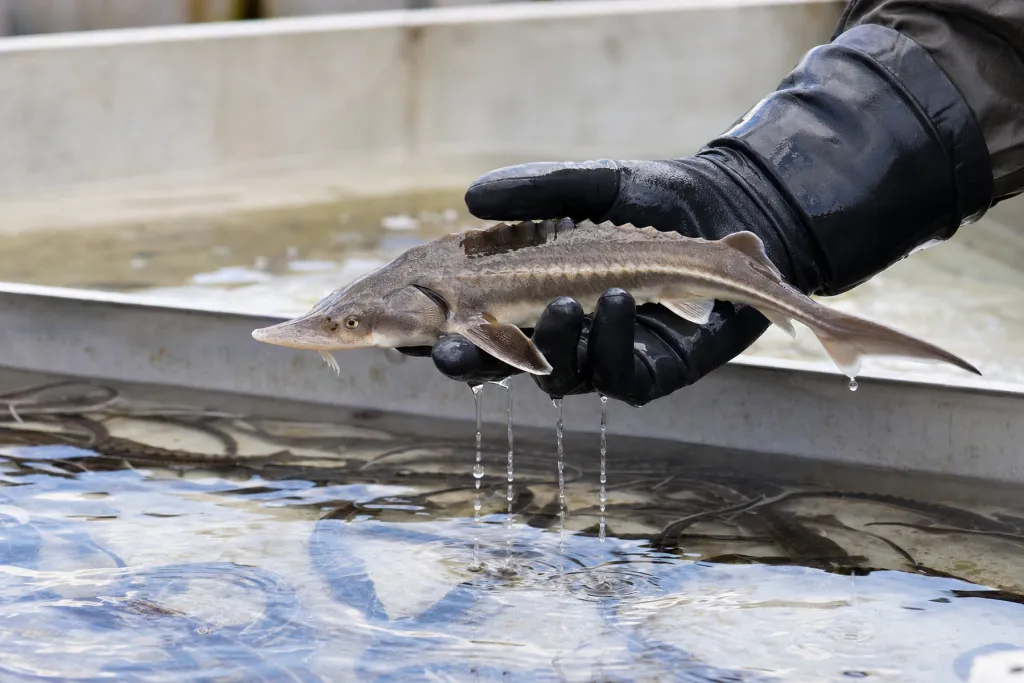 A young sturgeon lifted from the sorting tray for a check